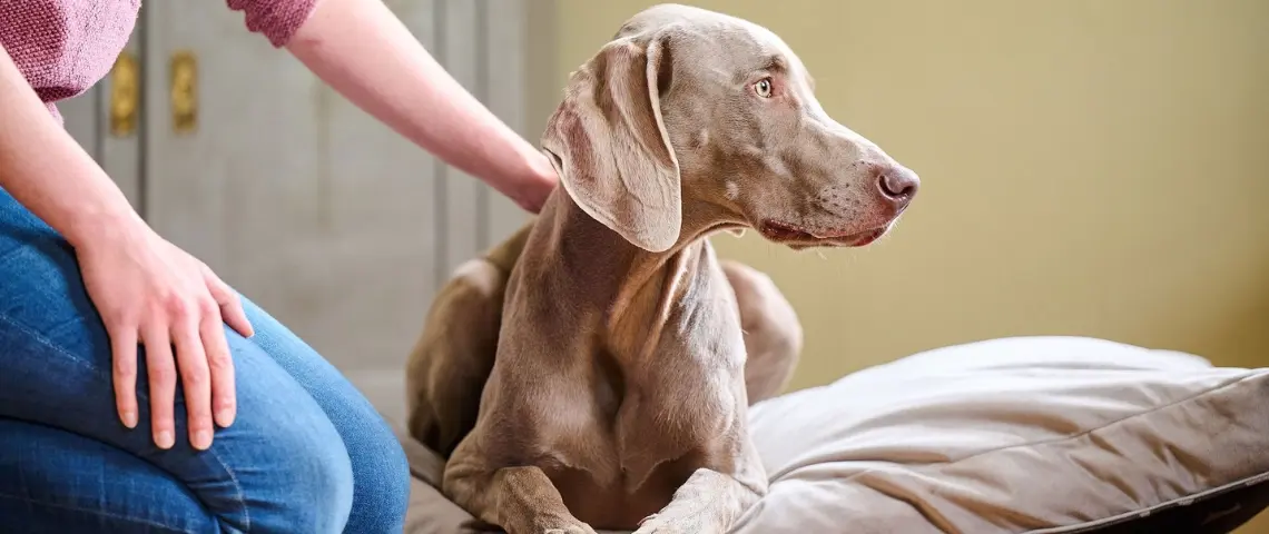 Erziehungshilfen Hund