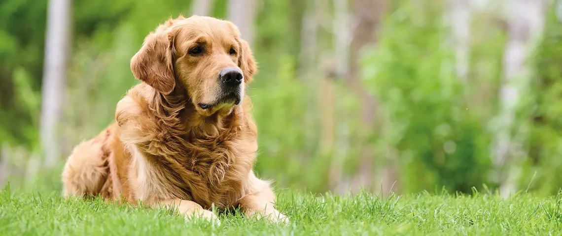 Ungezieferbekämpfung Hund