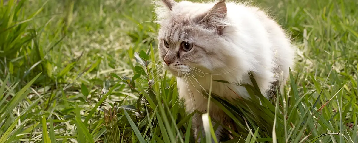 Beaphar antiparasitarios gatos