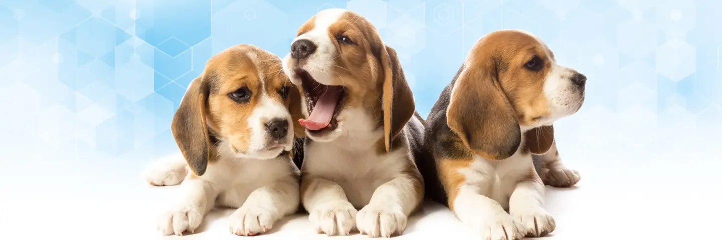 Beaphar Lactol Puppy Milk