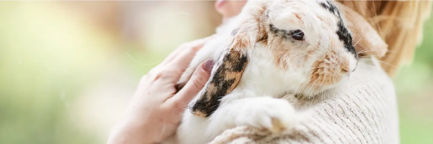 Beaphar konijn gedrag en training