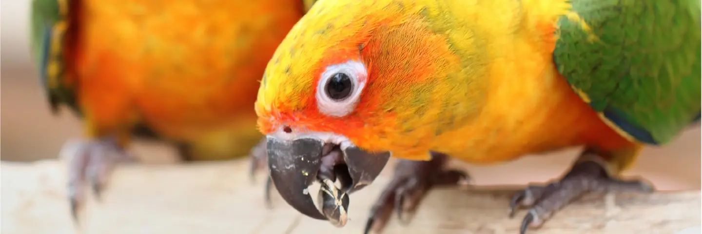 Beaphar Voeding vogels