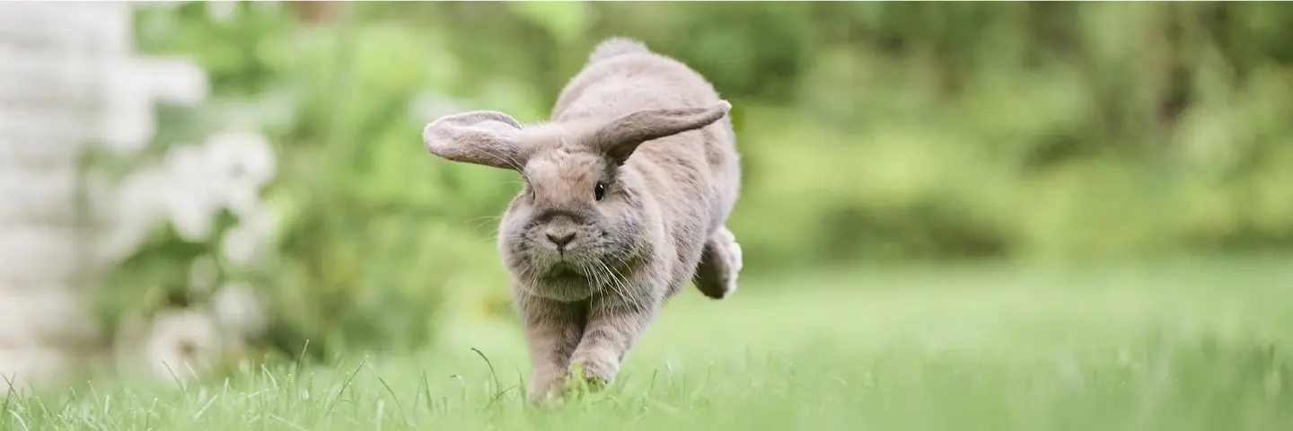 Beaphar gezondheid konijn