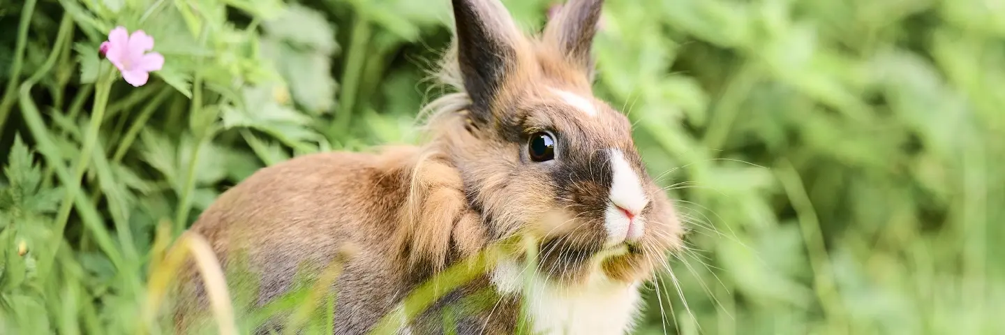 Beaphar mijten luizen wormen konijn