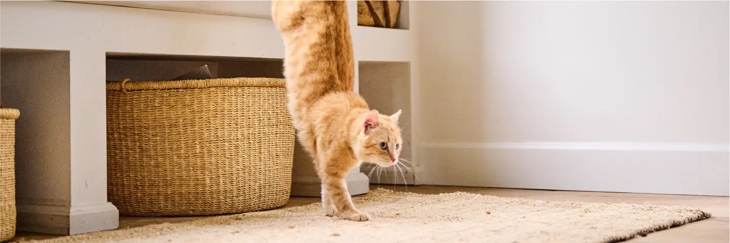 Beaphar-Kat-Gezondheid-Gewrichten