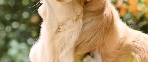 Beaphar-Hond-Vlooien-en-Teken